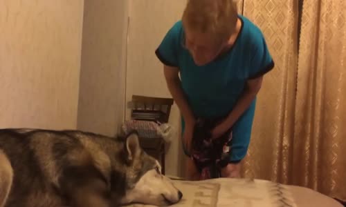 Sahibinin Yatağından Çıkmak İstemeyen Köpek