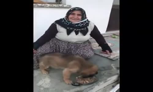 Sevimli Köpeği ve Keçisiyle Yeni Hayatına Başlayan Teyze