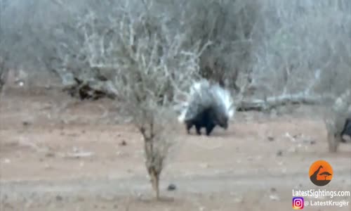 Kirpiye Saldırdığına Pişman Olan Leopar