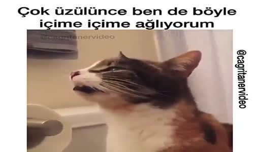 Zavallı Kedinin Zor Anları