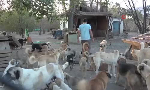 Sahipsiz Kalan 70 Köpeğine Yeni Bir Yuva Aranıyor