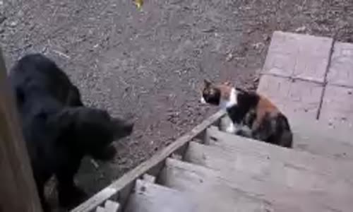 Komik Kedi Videoları