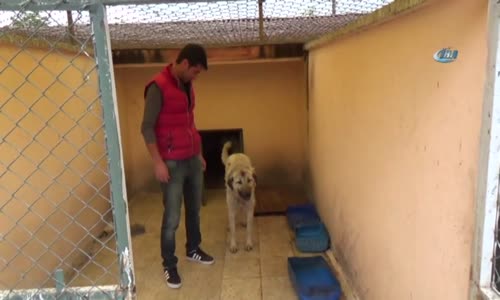 Boynuna Lastik Takılarak İşkence Edilen Köpek Kurtarıldı