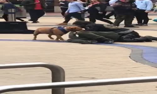 Sarhoş Kavgasına Karışan Şapşik Köpek