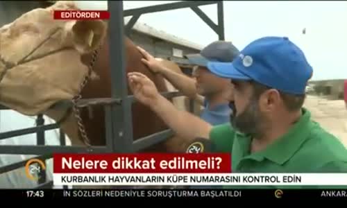 Boğanın Canlı Yayında Muhabire Tükürmesi