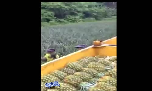 Ananas Hasadı Nasıl Yapılır?