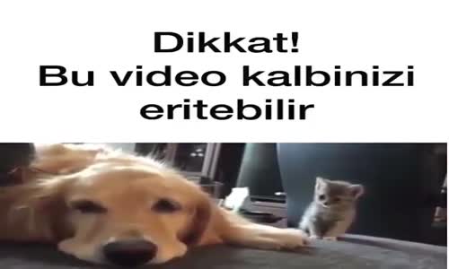 Bu Video Kalbinizi Eritebilir