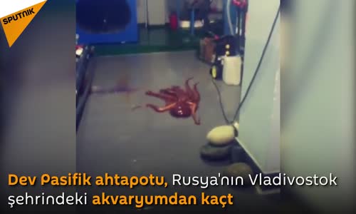 Rusya’da Akvaryumdan Kaçan Dev Ahtapot