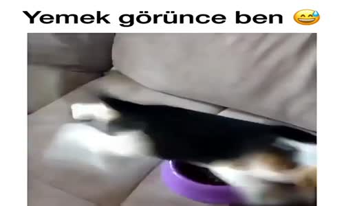 Uyuyan Köpeğin Yemeğin Kokusunu Alması