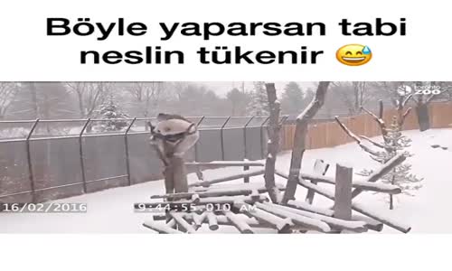 Pandaların Nesli Neden Tükenir 