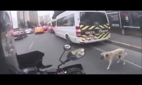 Yolun Karşısına Geçmeye Çalışan Köpek İçin Trafiği Durduran Güzel İnsan 