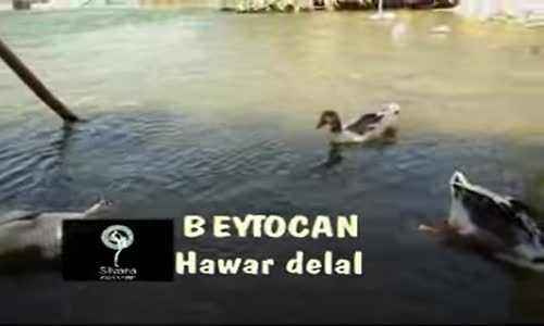 Beytocan - Havar Delal