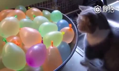 İci Su Dolu Balonları Taşımaya Çalışan Kedi