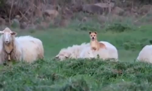 Koyunun Sırtında Oturarak Sürüyü Takip Eden Köpek