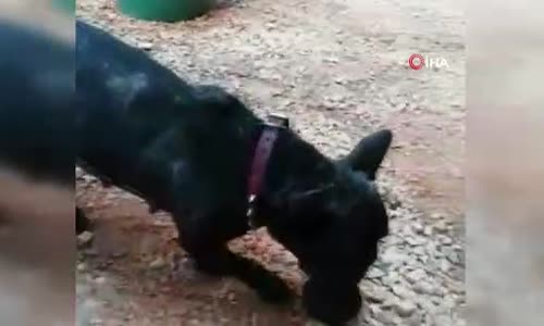 Köpek yavru kediyi emzirip, ona annelik yapıyor 