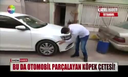 Otomobil Parçalayan Köpek Çetesi