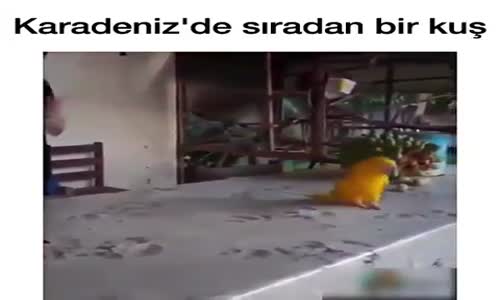 Horon Oynayan Karadenizli Kuş