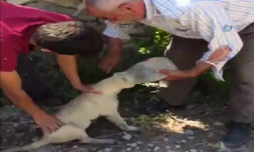 Kafası Plastik Şişeye Sıkışan Köpeğin Kurtarılması