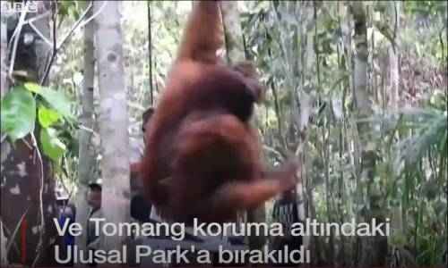 Endonezya'da Kafesteki Orangutanlar Kurtarılması