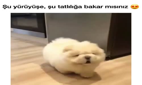 Küçük Köpeğin Tatlılığı