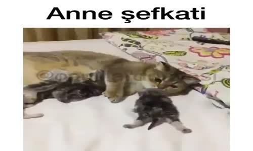 Anne Şefkati