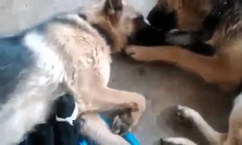 Eşine Sadık Köpek