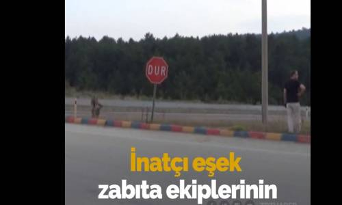 Zabıtanın İnatçı Eşek ile İmtihanı