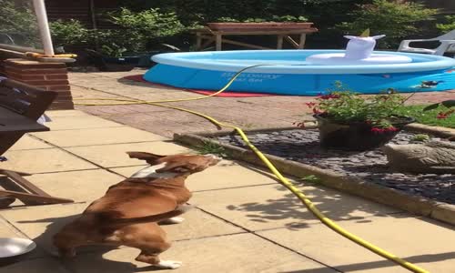 Tek Boynuzlu At Deniz Yatağına Atarlanan Köpek