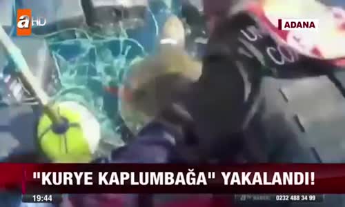 Kaplumbağa Uyuşturucu Taşırken Yakalandı  Röportaj Adam