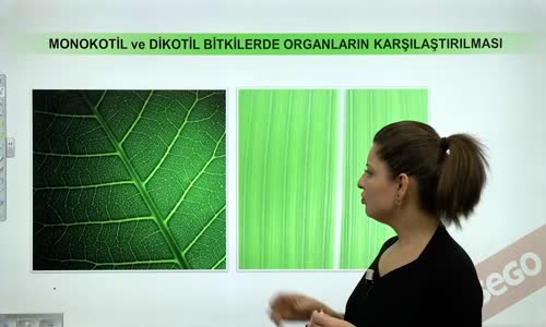 EBA BİYOLOJİ LİSE - BİTKİ BİYOLOJİSİ - BİTKİ ORGANLARI - MONOKOTİL VE DİKOTİL BİTKİLERDE ORGANLARIN KARŞILAŞTIRILMASI