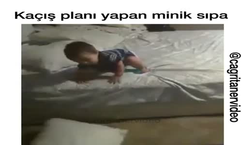 Kaçış Planı Yapan Minik Sıpa