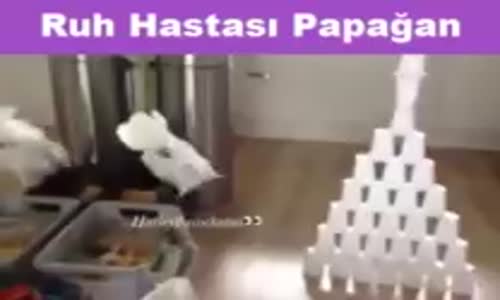 Ruh Hastası Papağan