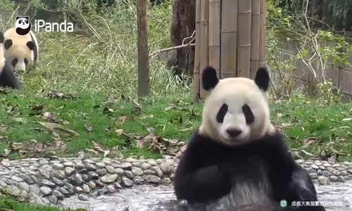 Pandaların Su Göletinde Duş Keyfi