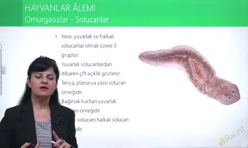 EBA BİYOLOJİ LİSE - CANLILARIN SINIFLANDIRILMASI VE CANLI ALEMLERİ - HAYVANLAR ALEMİ - OMURGASIZLAR - SOLUCANLAR VE YUMUŞAKÇALAR