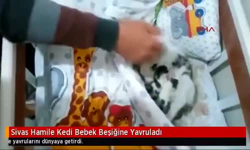 Girdiği Evdeki Bebek Beşiğine Doğum Yapan Kedi 