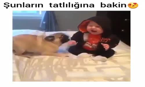 Köpekle Bebeğin Dostluğu 