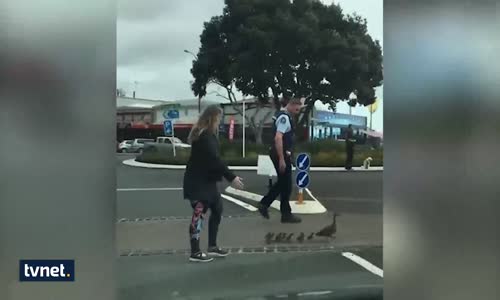 Ördekler Polis Eşliğinde Böyle Karşıya Geçti