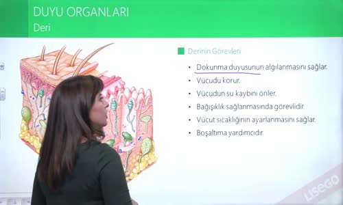 EBA BİYOLOJİ LİSE - DUYU ORGANLARI; KULAK VE DERİ - DERİ