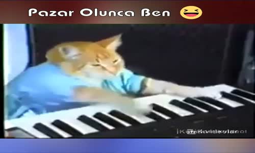 Dj Kedi