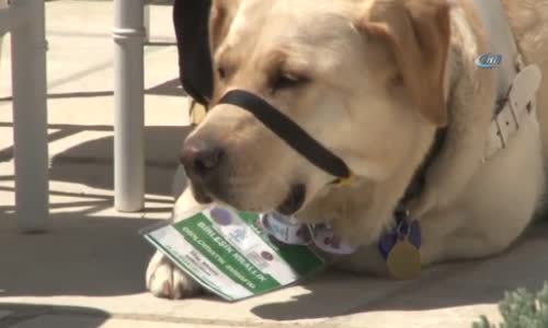 Rehber Köpeğe Diplomatik Misafir Kartı Takmak