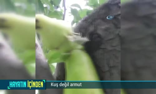 Kuşa Benzeyen Armut