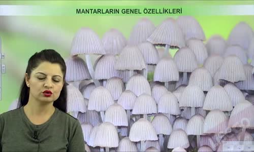 EBA BİYOLOJİ LİSE - CANLILARIN SINIFLANDIRILMASI VE CANLI ALEMLERİ - MANTARLAR ALEMİ - MANTARLARIN GENEL ÖZELLİKLERİ