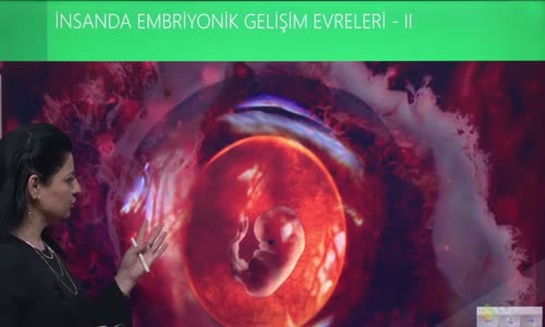 EBA BİYOLOJİ LİSE - ÜREME SİSTEMİ VE EMBRİYONİK GELİŞİM - MENSTRUASYON DÖNGÜSÜ VE EMBRİYONİK GELİŞİM - İNSANDA EMBRİYONİK GELİŞİM EVRELERİ II