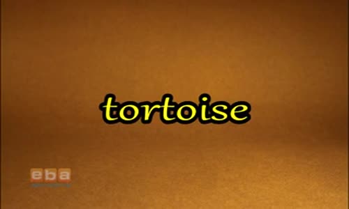 Tortoise izle - Video - Eğitim Bilişim Ağı