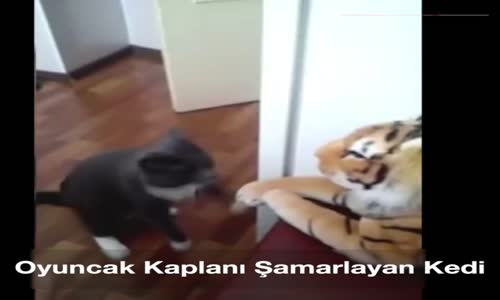 Oyuncak Aslanı Tokatlayan Cesur Kedi