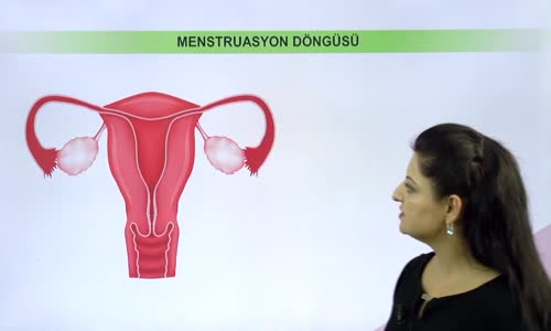 EBA BİYOLOJİ LİSE - ÜREME SİSTEMİ VE EMBRİYONİK GELİŞİM - MENSTRUASYON DÖNGÜSÜ VE EMBRİYONİK GELİŞİM - MENSTRUASYON DÖNGÜSÜNÜN GENEL ÖZELLİKLERİ