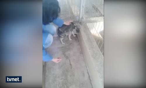 Hayatı Boyunca İlk Kez Sevilen Köpek Yürek Burktu