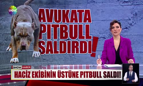 Haciz ekibinin üstüne pitbull saldı! 