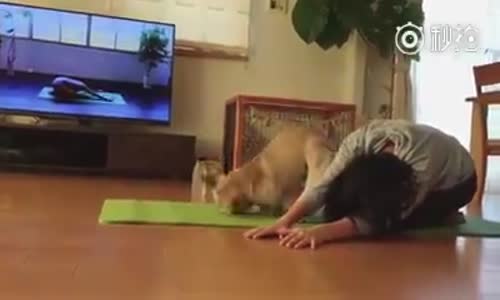 Yoga Yapan Köpek