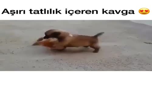 Aşırı Tatlılık İçeren Kavga